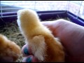 Baby Chickens