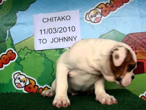 English bulldog For Sale - Chitako - http://www.bullcanes.net - ceo@bullcanes.net puppy paradise