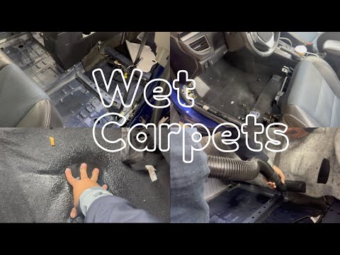 Moldy Carpet In Car
