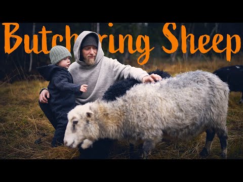 How to Butcher a Sheep | Our way