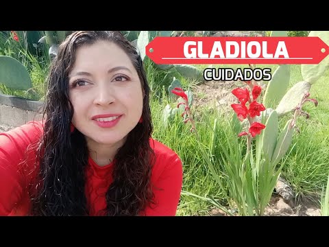 Video: Gillar bin gladiolus?