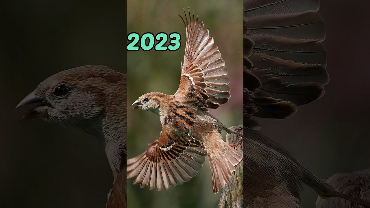 2023 sparrow and 5000 bce sparrow | Animal Evolution World | 