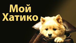 Мой Хатико — Русский Трейлер (2023) Года