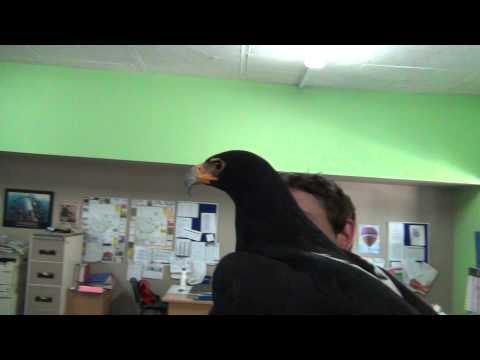 Rain the Black Eagle.MTS