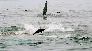 Jumping Yellow fin Tuna feeding on bait ball.