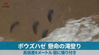 ボウズハゼ、懸命の滝登り 高低差8メートル、岩に張り付き