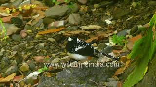 The Spotted Forktail are back at our Motidhar stream to breed in head waters of Bindal Rispana river by WildFilmsIndia 126 views 20 hours ago 2 minutes, 20 seconds