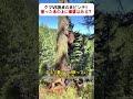 クマVS猟犬の大ピンチ！ 登った木の上に希望はある？ #野生の攻防 #猟犬VS熊 #自然の厳しさ #生存本能 #木の上のドラマ