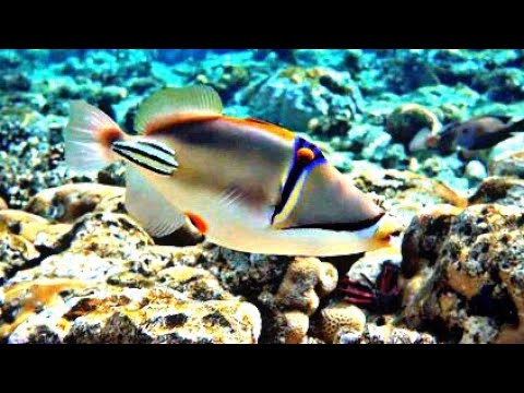 Fish Arabian Picasso Triggerfish Rhinecanthus Assasi Underwater Of Red