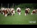 Vaches montbliardes en pture sur un raysgrass hybride