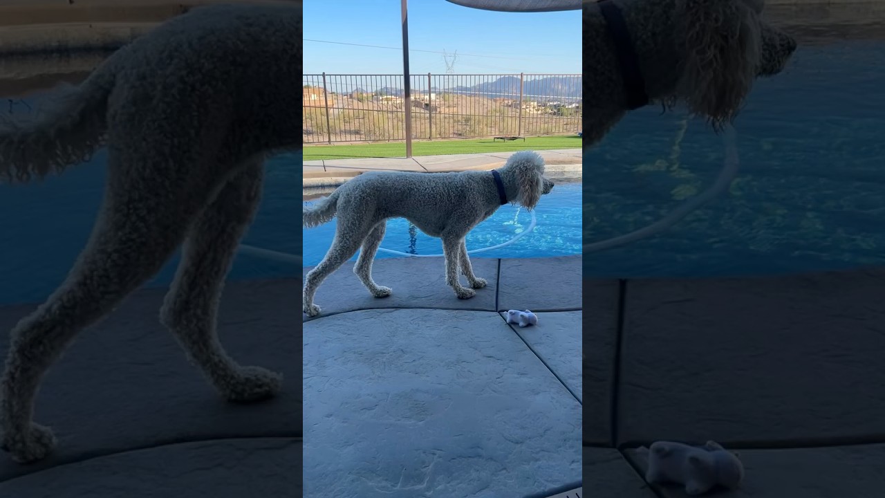 My Standard Poodle Was Plotting Something… Wait For It 🥷🐩 #shorts