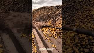 Harvesting Large Piles Of Potatoes Spread Out In A Muddy Field