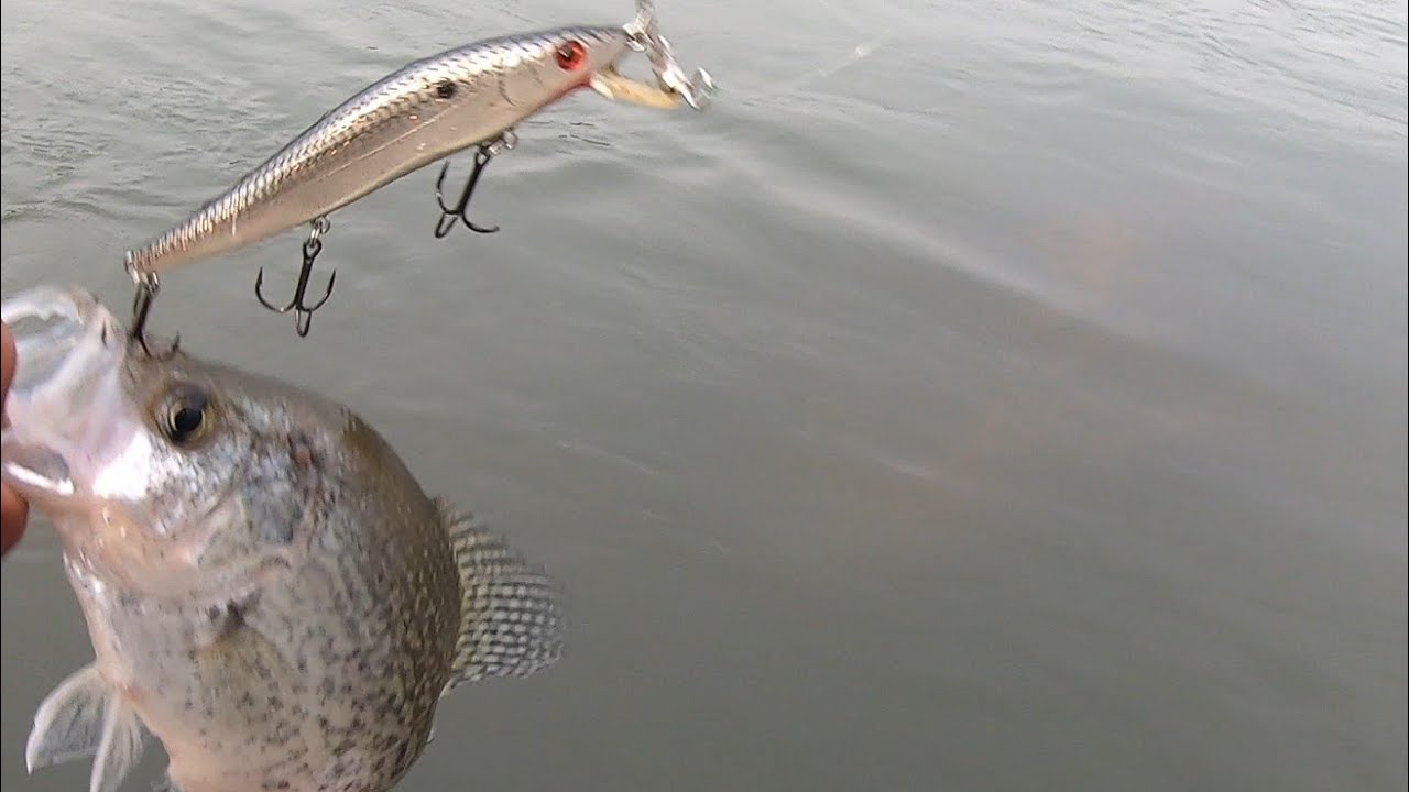 First time catching crappie on jerk bait YouTube