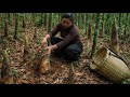 Alone in the wilderness: Harvesting early-season bamboo shoots, living a self-sufficient life.