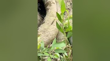 Câu cá rô đồng khủng trong gốc cây #cauca #caucarodong #fishing