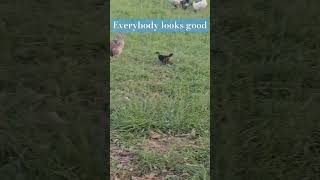 every bird is doing well! #chicken #video #duck #turkey #homestead #farm #shorts
