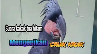 suara kakak tua hitam unik