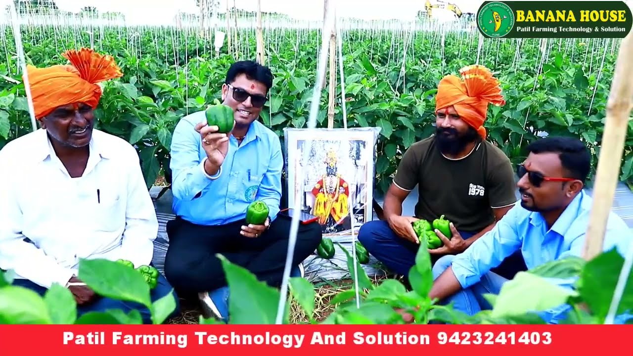 | शिमला मिरची संपूर्ण व्यवस्थापन यशोगाथा | ढोबळी मिरची लागवड माहिती capsicum plantation information