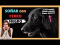 🐶🐕‍🦺¿que SIGNIFICA SOÑAR con PERRO NEGRO?😲👈