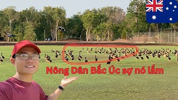 Nông Dân Bắc Úc Sợ Con Này Lắm I Úc Vlog