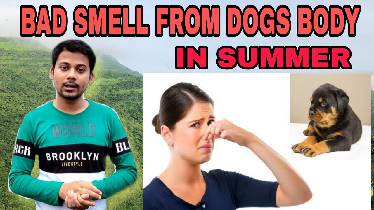 Bad Smell Problem in Summer from Dogs-How to Control Dogs Odor? Reasons & Solutions Lifetime Effects