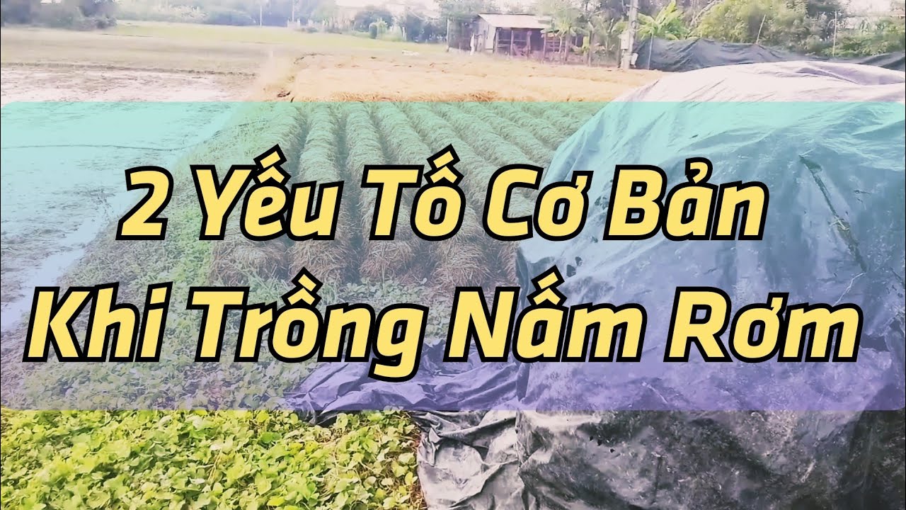 cách trồng nấm rơm ngoài trời cơ bản hiệu quả - nguyên liệu và Meo Nấm ...
