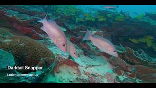 4 Snapper A