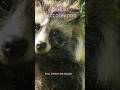 Raccoon Dog or Tanuki? The Ultimate Trickster!