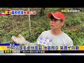 獨家》尖石山區間歇雨釀「甜柿落果」 山區危路仍多！@newsebc