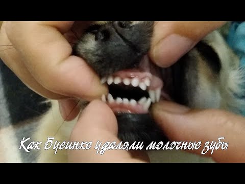 Как Бусинке удаляли молочные зубы.