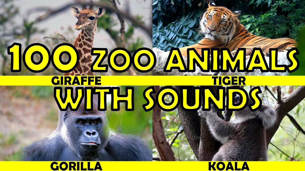Zoo Animals And SOUND Kids To Learn YouTube Zoo Animals And SOUND Kids To Learn YouTube