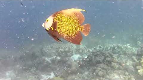 Franse keizersvis (https://nl.wikipedia.org/wiki/Franse_keizersvis).