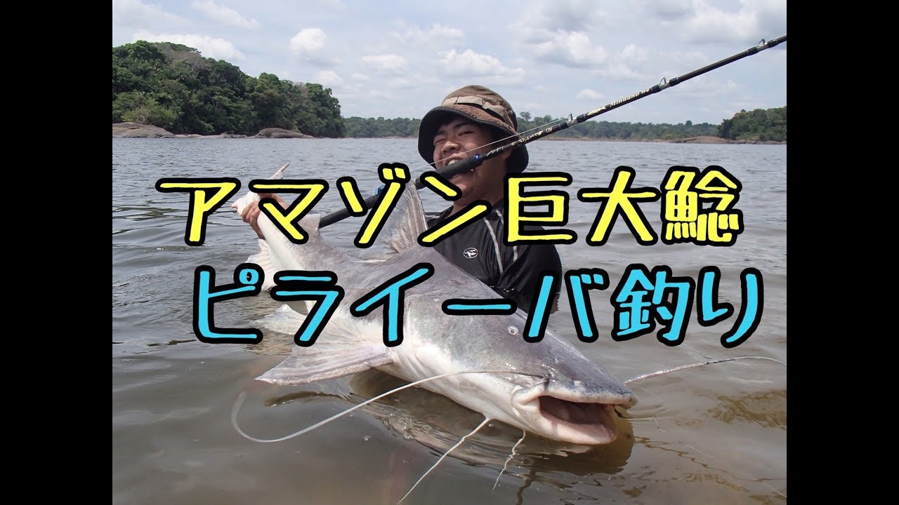 ピライーバ(ピライーバー) 約60センチ 引き取り魚 【公式通販】