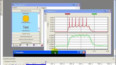 AnimatLab Non-Spiking Chemical Synapses