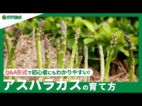 167 アスパラガスの育て方 美味しく収穫する方法は 年度別の管理方法もご紹介 Plantiaq A 植物の情報 育て方をq A形式でご紹介 Youtube