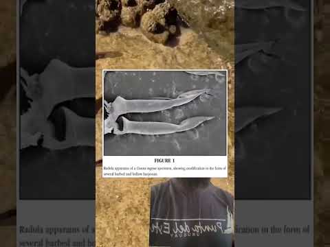 Видео: Отровен конус от коремоноги мекотели: видове, описание, структура