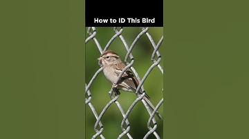 Can you identify this sparrow?