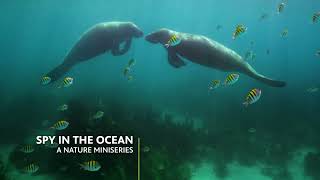 Fall 2023 Wednesday Combo Lineup with Spy in the Ocean, a Nature Miniseries & Nova Preview