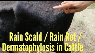 Rain scald/Rain rot/Dermatophilosis in cattle