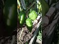 28.07.2025г.  Томат ПАСТА  АББАТИСТА