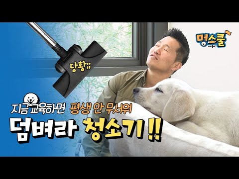 덤벼라 청소기! 지금 교육하면 평생 안 무서워│강형욱의 멍스쿨 초보 보호자