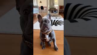 Optical Illusion Hole Rug Reactions – Part 5: The Rug That Breaks Every Dog’s Brain (15 Min)