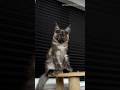Best Maine Coon Breeder : Gentlegiantmainecoon.com