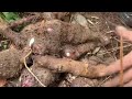 Daghan kaayu unod. Sulbad napud paniudto ani