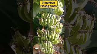 Tandan Pisang Nya Panjang