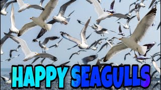 SEAGULLS: RELAXING SOUNDS || HaidyVlogs UK screenshot 2
