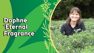 Super Fragrant Daphne - That Loves Sun