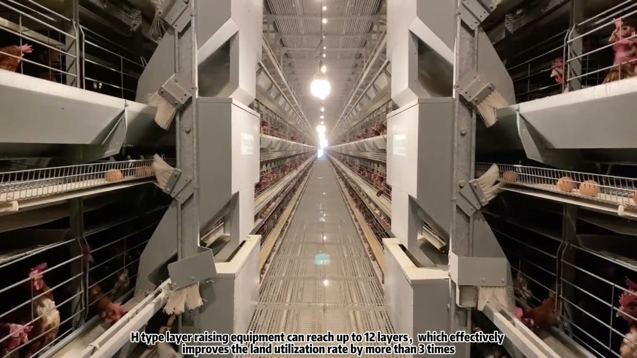 Modern fully automatic chicken raising equipment