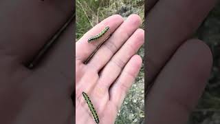 Bu Qurd Haqqinda Məlumati Olan Var Bax Nəqədərdi Mən Belə Şey Görməmişdim