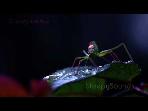 Crickets and Rain (on metal roof) – 10 Hour Sleep Sound – Ambience, Soundscape